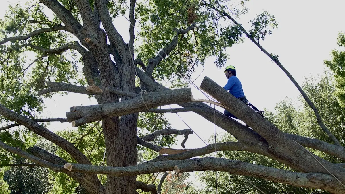 Professional Crown Thinning performed by certified arborists in Indian Trail