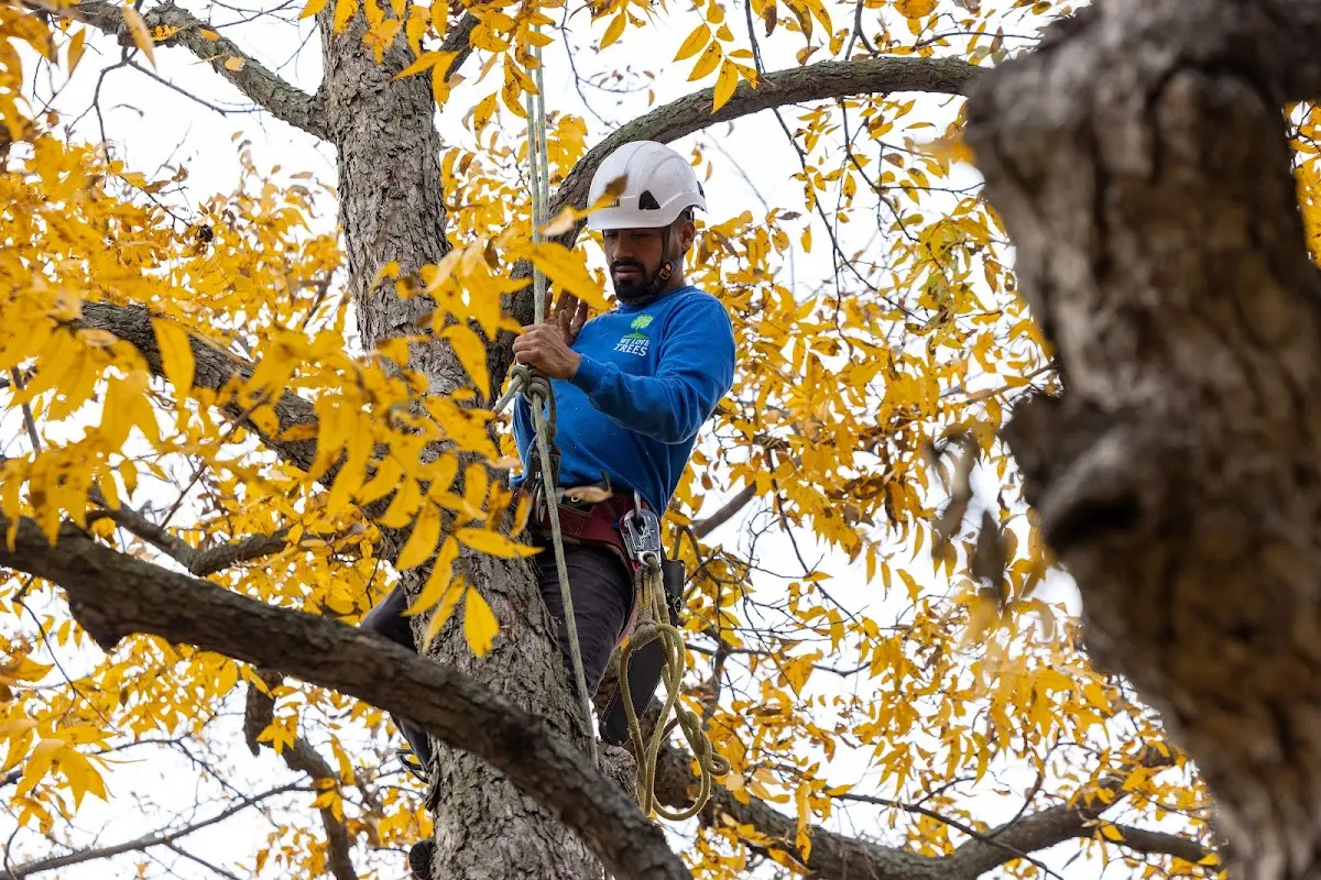 Skilled Tree Pruning crew working in Indian Trail